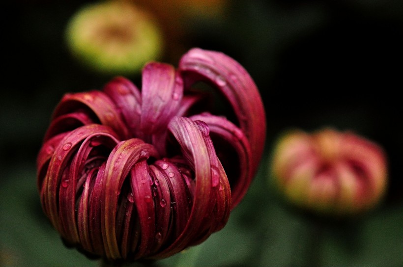 点击大图看下一张：美丽的菊花图片
