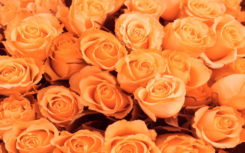 点击大图看下一张：美丽动人的玫瑰花图片
