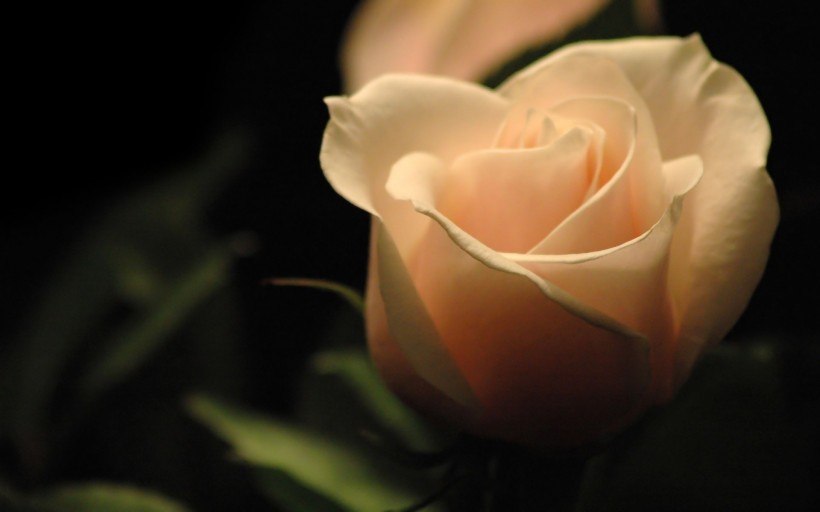 点击大图看下一张：美丽的玫瑰花图片