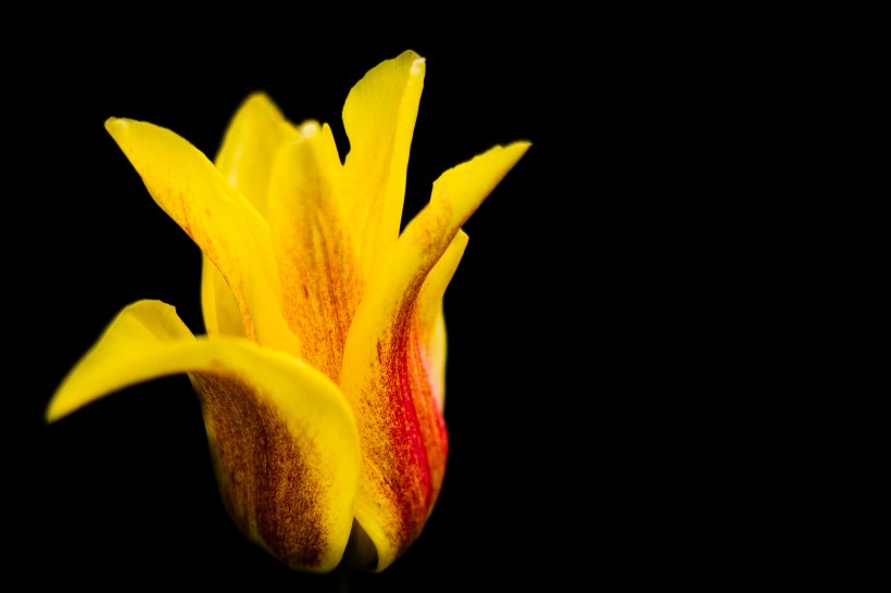 点击大图看下一张：一朵美丽的郁金香图片