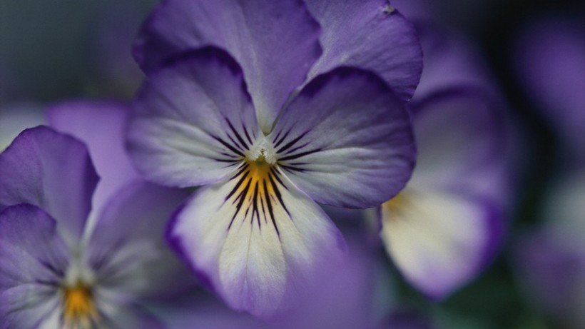 点击大图看下一张：美丽的紫罗兰图片