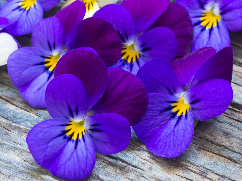点击大图看下一张：美丽的紫色花朵图片