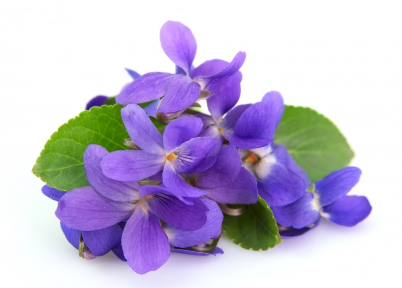 点击大图看下一张：美丽的紫色花朵图片