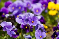 美丽的紫色花朵图片_14张