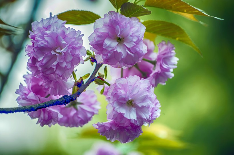 点击大图看下一张：美丽樱花图片