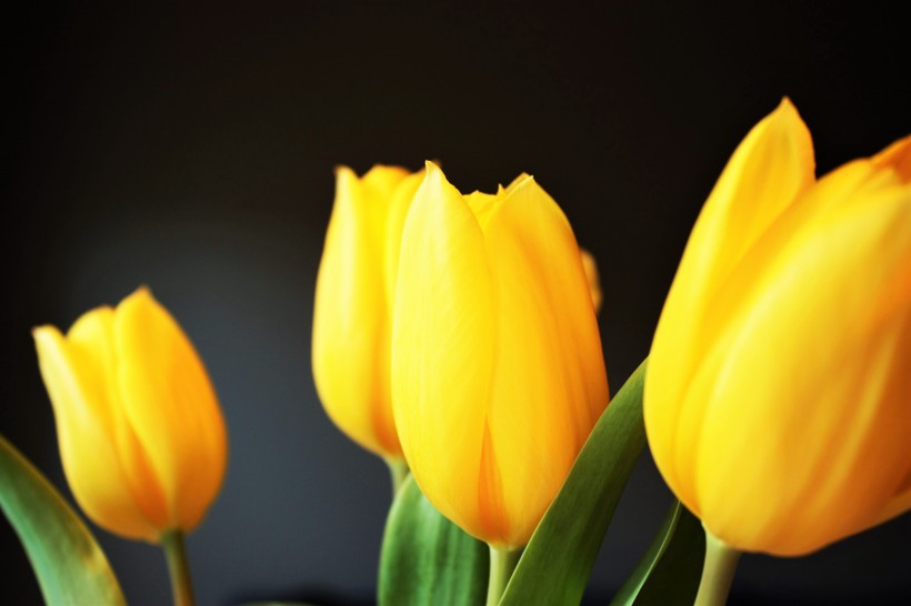 点击大图看下一张：美丽的黄色郁金香图片