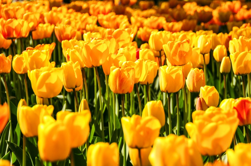 点击大图看下一张：美丽的黄色郁金香图片