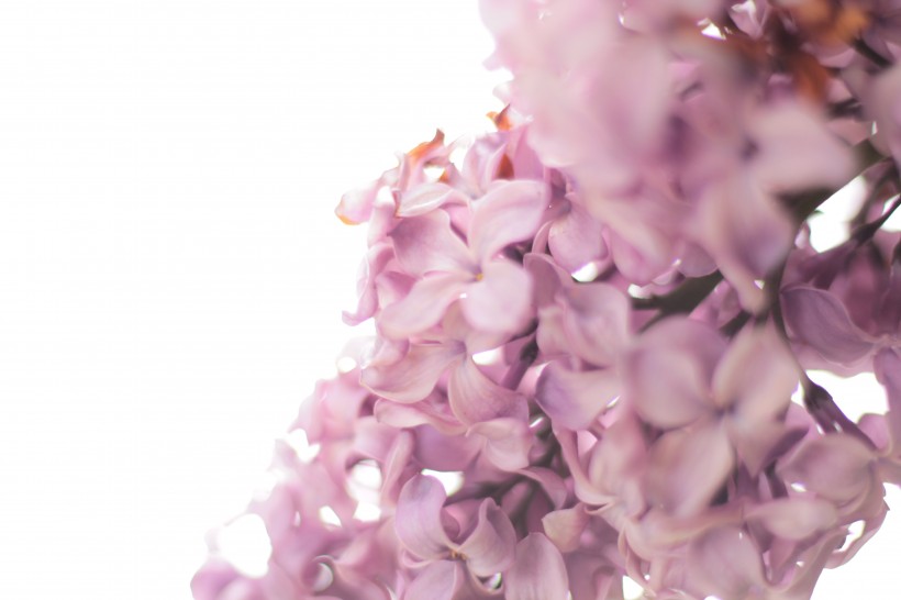 点击大图看下一张：美丽的丁香花图片