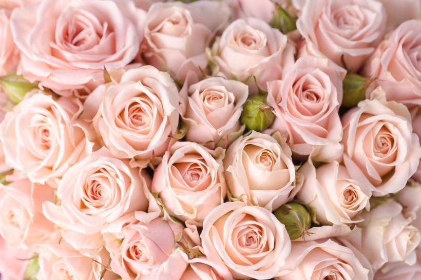 点击大图看下一张：象征美丽爱情的玫瑰图片