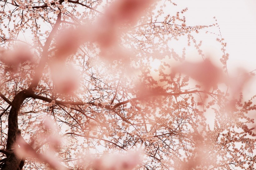 点击大图看下一张：美丽的樱花的图片