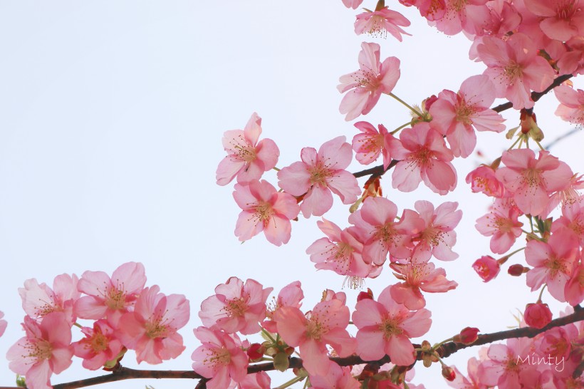 点击大图看下一张：美丽的樱花的图片