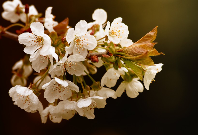 点击大图看下一张：美丽的樱花图片