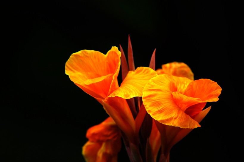 点击大图看下一张：颜色鲜艳的美人蕉图片