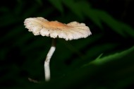 森林中的蘑菇图片_10张