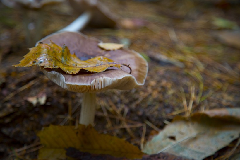 点击大图看下一张：森林中的野生蘑菇图片