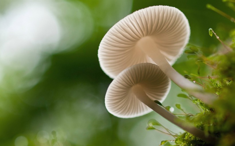 点击大图看下一张：唯美野生蘑菇图片