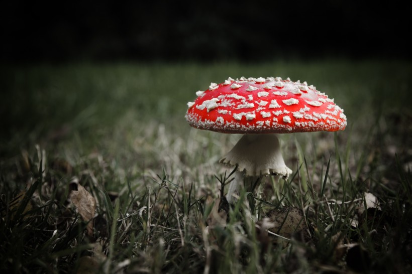 点击大图看下一张：红色蘑菇图片