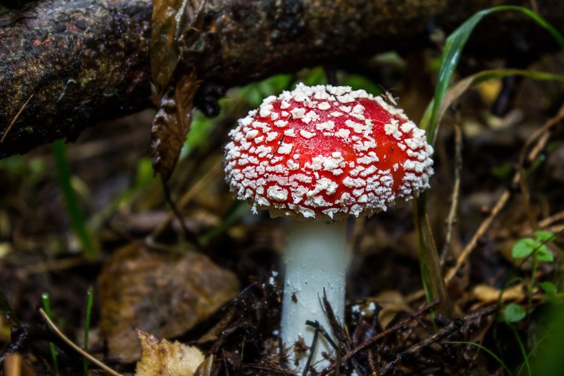 点击大图看下一张：草丛里的红色毒蘑菇图片