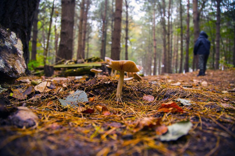 点击大图看下一张：森林中的野生蘑菇图片