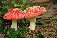 草丛里的红色毒蘑菇图片_27张