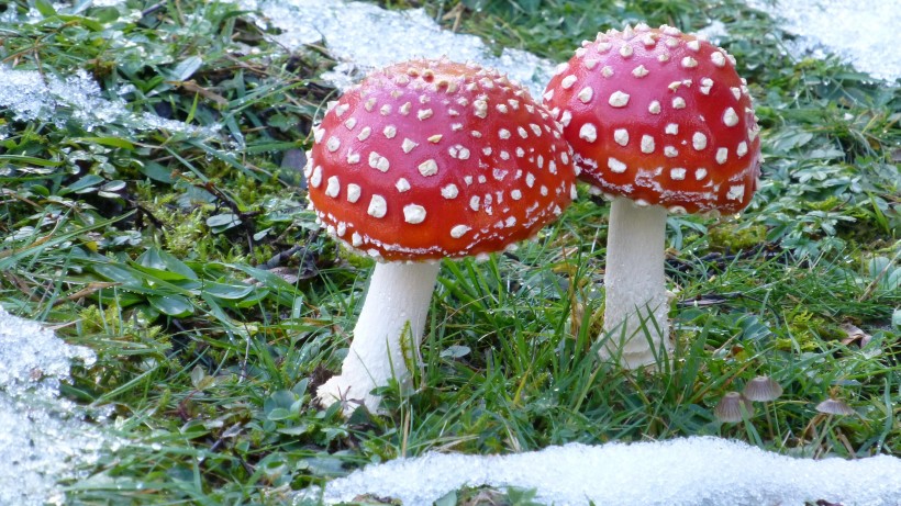 点击大图看下一张：草丛里的红色毒蘑菇图片