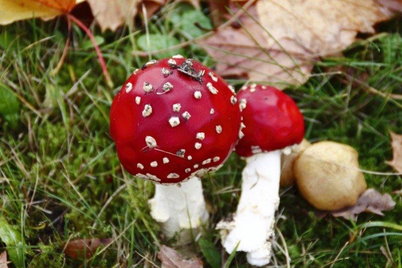 点击大图看下一张：红色蘑菇图片