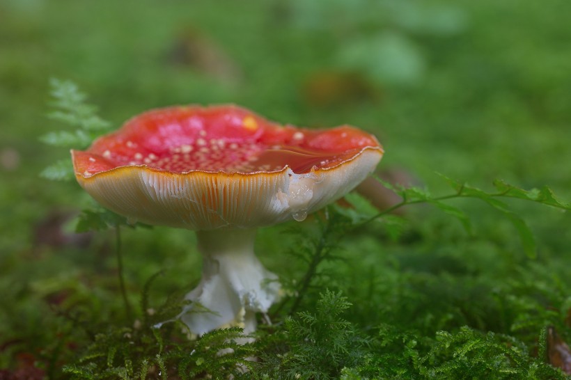 点击大图看下一张：蘑菇菌菇图片