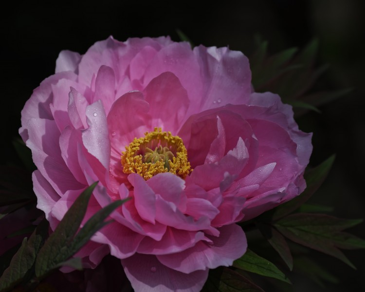 点击大图看下一张：牡丹花图片