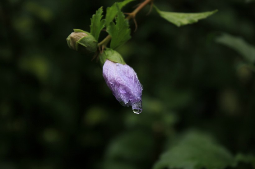 点击大图看下一张：雨后紫色木芙蓉图片