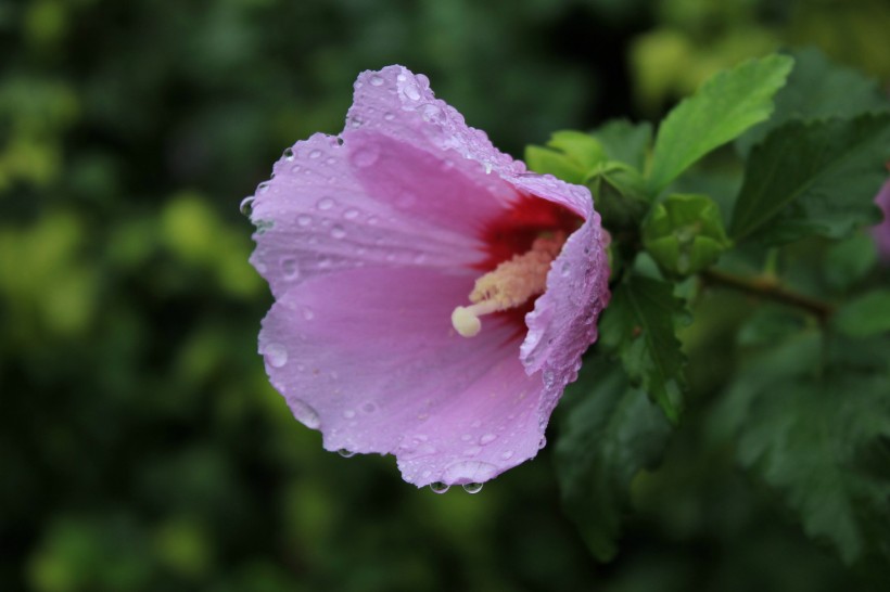 点击大图看下一张：雨后紫色木芙蓉图片