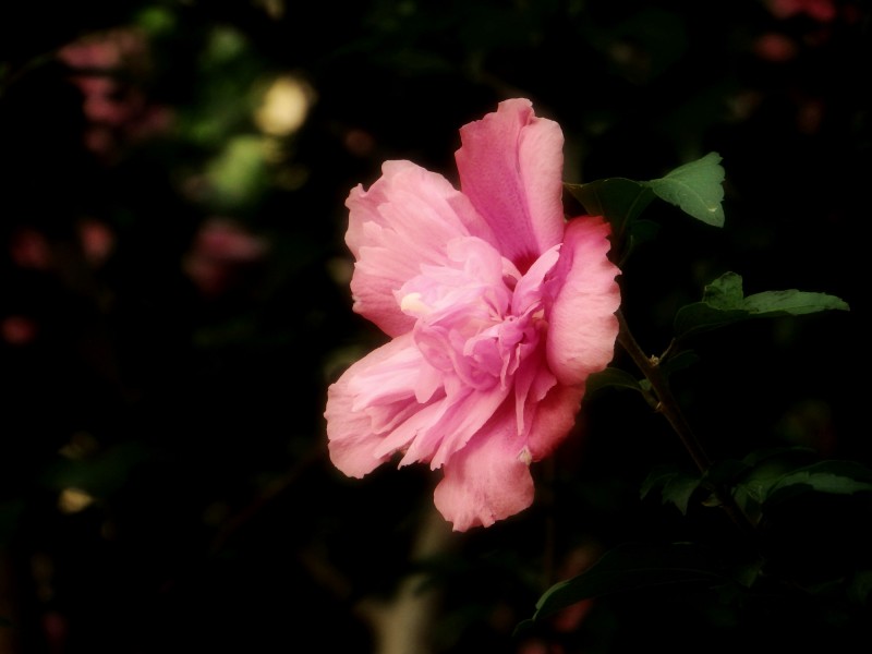 点击大图看下一张：粉色木槿花图片