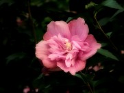 粉色木槿花图片_8张