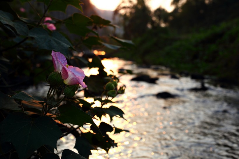 点击大图看下一张：溪边粉色木棉花图片