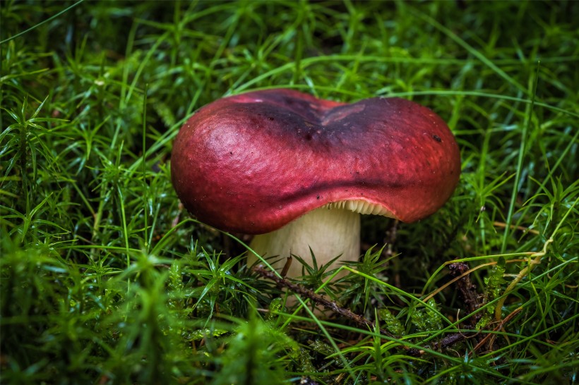 点击大图看下一张：神秘的蘑菇图片