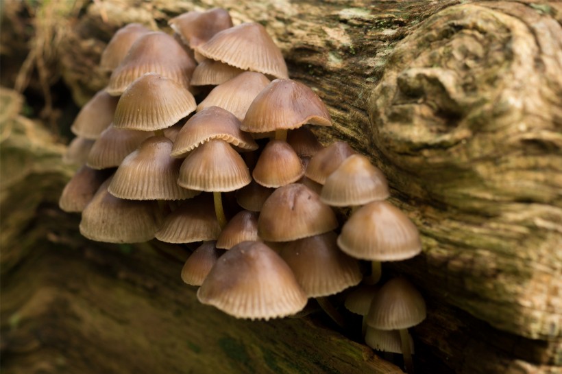 点击大图看下一张：神秘的蘑菇图片