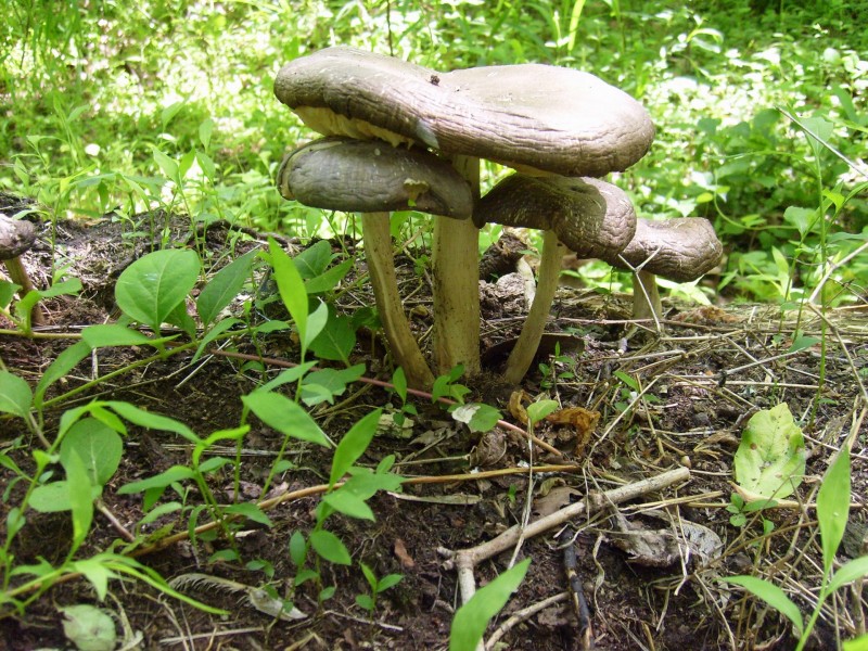 点击大图看下一张：一丛蘑菇图片