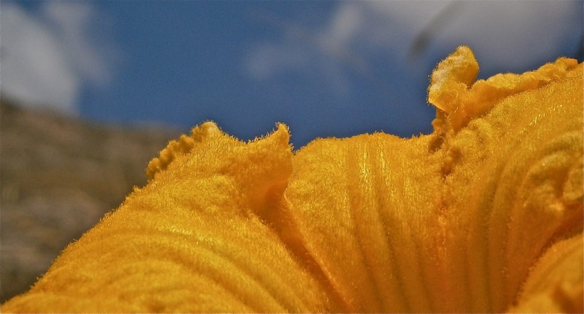 点击大图看下一张：黄色的南瓜花图片