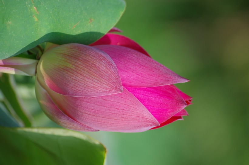 点击大图看下一张：美貌的荷花图片
