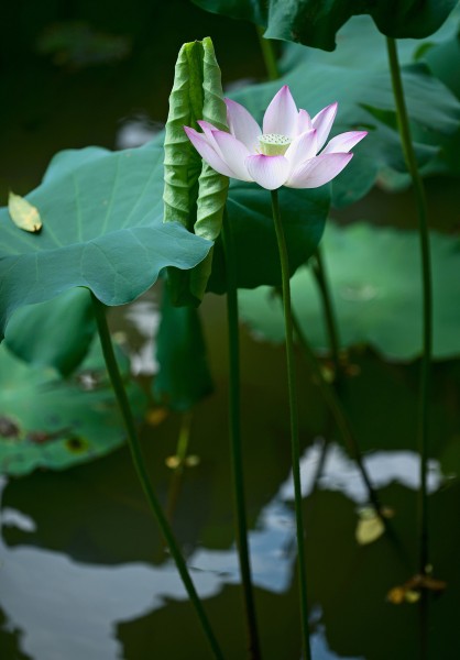 点击大图看下一张：夏日荷花图片