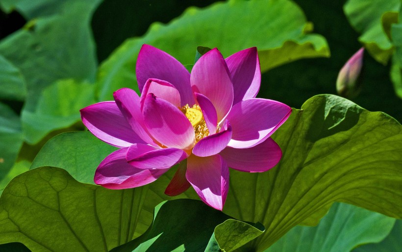 点击大图看下一张：紫竹院公园的荷花图片