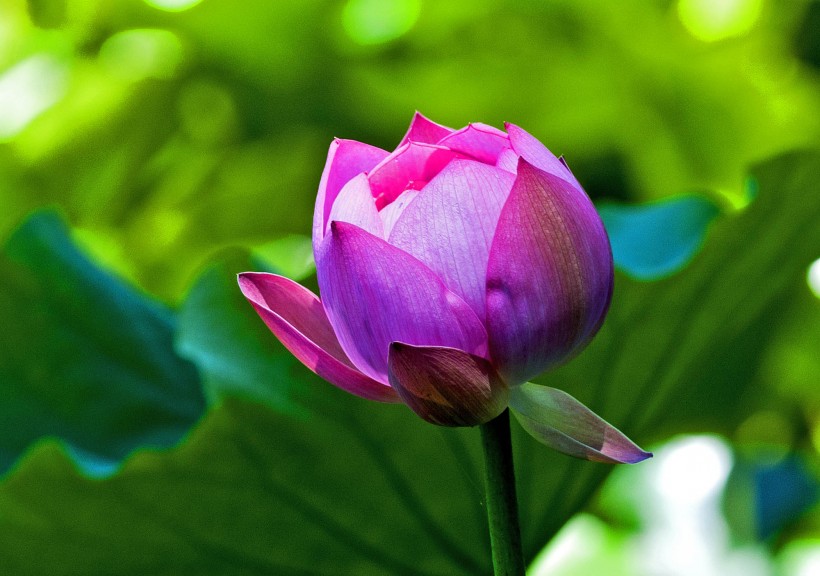 点击大图看下一张：紫竹院公园的荷花图片