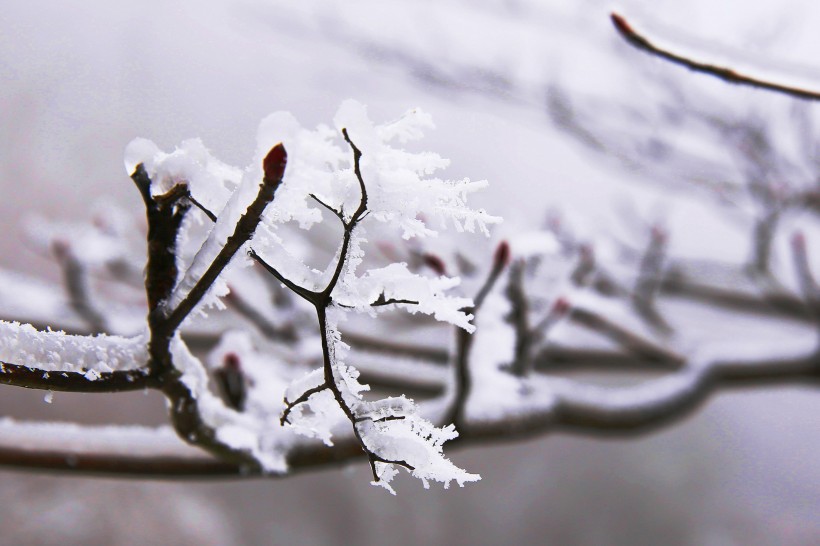 点击大图看下一张：春天冰雪下坚强的嫩芽图片