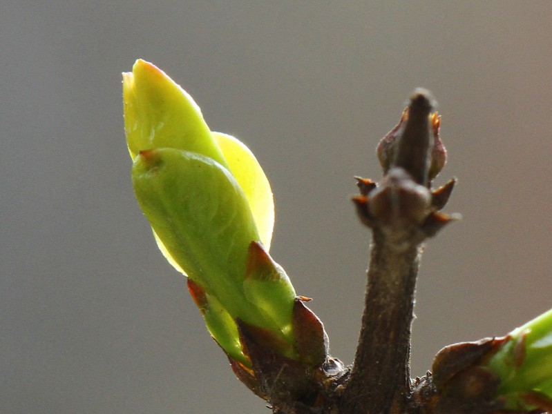 点击大图看下一张：春天的嫩芽图片