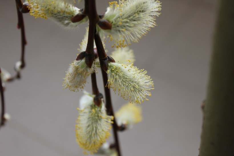 点击大图看下一张：春天枝头的嫩芽图片