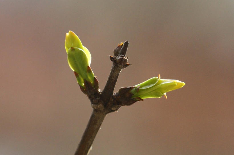 点击大图看下一张：春天的嫩芽图片
