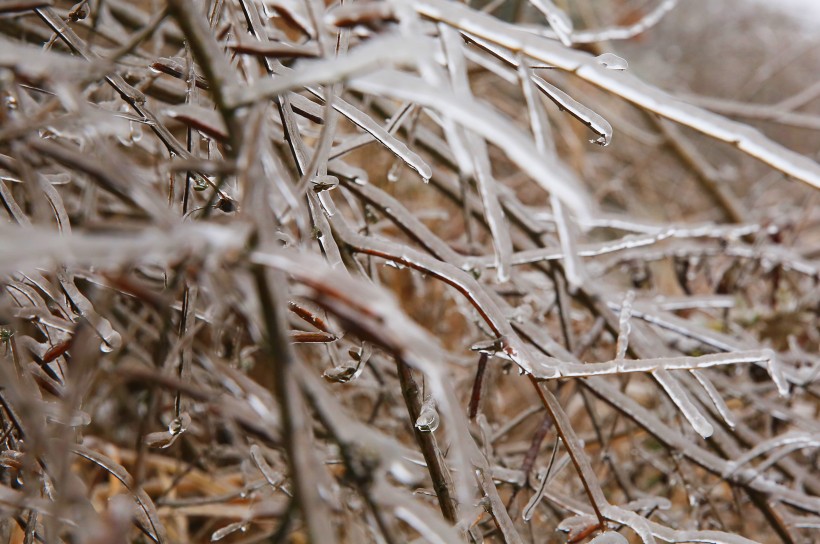 点击大图看下一张：春天冰雪下坚强的嫩芽图片