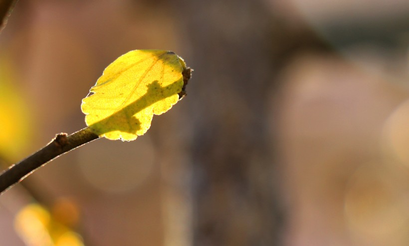 点击大图看下一张：秋季绿色的小嫩芽图片