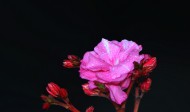 粉色和白色的夹竹桃花卉图片_18张