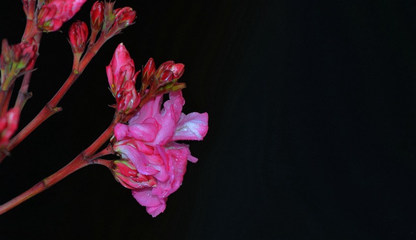 点击大图看下一张：粉色和白色的夹竹桃花卉图片