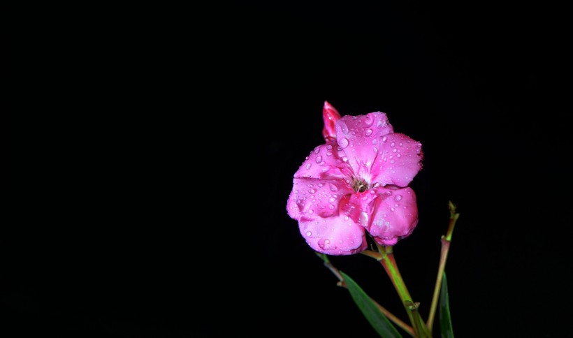 点击大图看下一张：粉色和白色的夹竹桃花卉图片